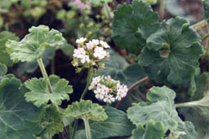 Androsace rotundifolia